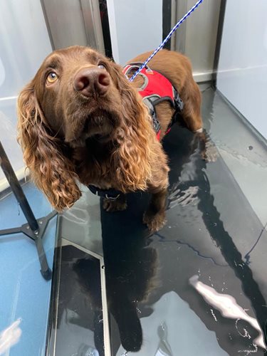 dog at hydrotherapy